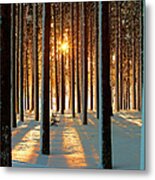 Pine Forest Metal Print