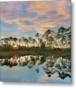 Pines At Sunrise, St. Joseph Bay State Buffer Preserve, Florida Metal Print