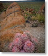 Pink Barrel Cacti Metal Print