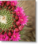 Pink Cactus Flower In Full Bloom Metal Print