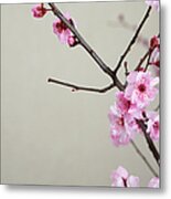 Pink Cherry Blossoms Metal Print