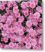 Pink Chrysanthemum Bouquet Metal Print