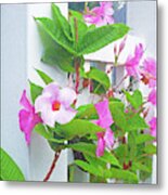 Pink Climber 300 Metal Print