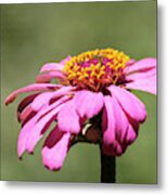 Pink Coneflower In Pastel Metal Print