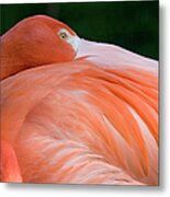 Pink Flamingo--peeking Over Feathers Metal Print