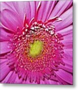 Pink Flowers P4 Metal Print