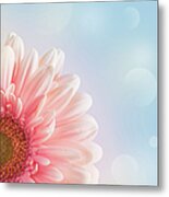 Pink Gerber Metal Print