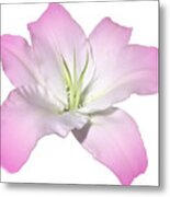 Pink Lily Flower Photograph Best For Shirts Metal Print
