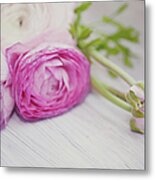 Pink Ranunculus Flowers On White Wooden Metal Print