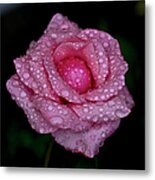 Pink Rose And Rain Drops Metal Print