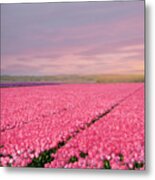 Pink Tulip Fields Metal Print