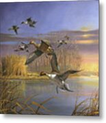 Pintail Magic Metal Print