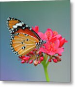 Plain Tiger Or African Monarch Butterfly Dthn0246 Metal Print