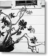 Plant In Front Of House Metal Print