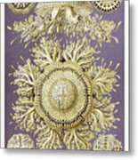 Plate 28 Toreuma Bellagemma, Discomedusae By Ernst Haeckel Metal Print