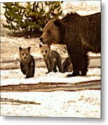Playful Grizzly Bear Family At Roaring Mountain Metal Print