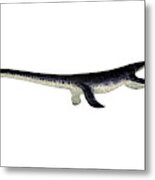 Plesiosaurus Reptile Side Profile Metal Print