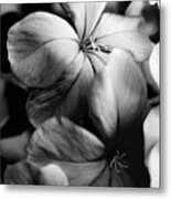 Plumbago Bw Metal Print