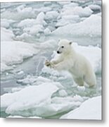 Polar Bear Cub Jumping From Ice Flow To Metal Print