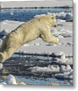 Polar Bear Jumping Metal Print