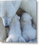 Polar Bear Mom Feeding Twins Cub Metal Print