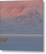 Polar Bear Metal Print