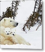 Polar Bear Ursus Maritimus Sow And Two Metal Print