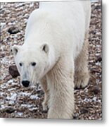 Polar Bear Ursus Maritimus Walking On Metal Print
