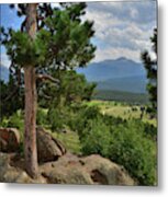 Ponderosa Pines Along Trail Ridge In Rocky Mountain Np Metal Print
