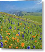 Poppies And Lupines On Bear Mountain Road Metal Print