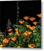 Poppies And Mountain Lupine 5651-030519 Metal Print