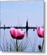 Poppies On Lake Mulwala Metal Print