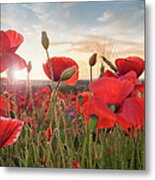 Poppy Field At Sunset Metal Print