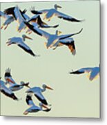 Port Bay Pelicans Metal Print