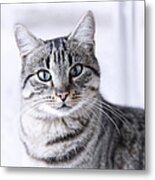 Portrait Gray Tabby Cat Metal Print
