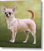 Portrait Of A Chihuahua Metal Print