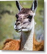 Portrait Of A Guanaco, Patagonia Metal Print