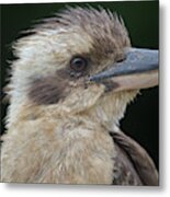 Portrait Of A Kookaburra Metal Print