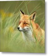Portrait Of A Red Fox Vulpes Vulpes Metal Print