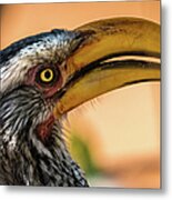Portrait Of A Southern Yellow-billed Hornbill, Namibia Metal Print
