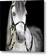 Portrait Of A Spanish Horse Metal Print