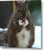 Portrait Of A Squirrel In Snow Metal Print