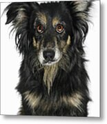 Portrait Of Border Collie Cross Dog Metal Print