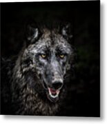 Portrait Of Wolf In Forest Metal Print