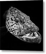 Potato Grouper : Black  & White Metal Print