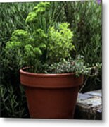 Potted Herbs Metal Print