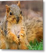 Praying Squirrel Metal Print