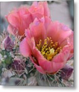 Prickly Pear Cactus With Pink Flowers Metal Print