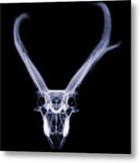 Pronghorn X-ray 06 Metal Print