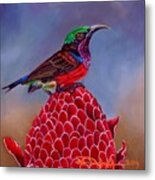Purple Throated Sunbird On Red Torch Ginger Metal Print